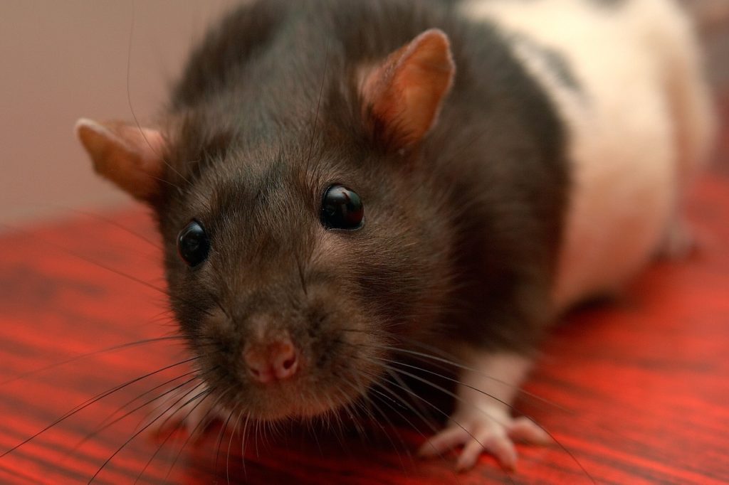 En tv-inspektion kan kortlægge, om der er rotter i din kloak